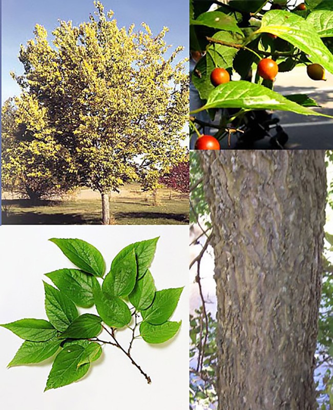 Hackberry, Celtis occidentalis, Tree Seeds gallery