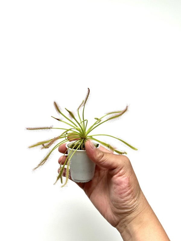 Carnivorous Plants Starter Pack (2) - Pinguicula and Cape Sundew Easy to Grow! gallery