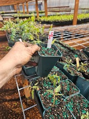 one LEMON eucalyptus tree growing in 6″ large pot gum koala
