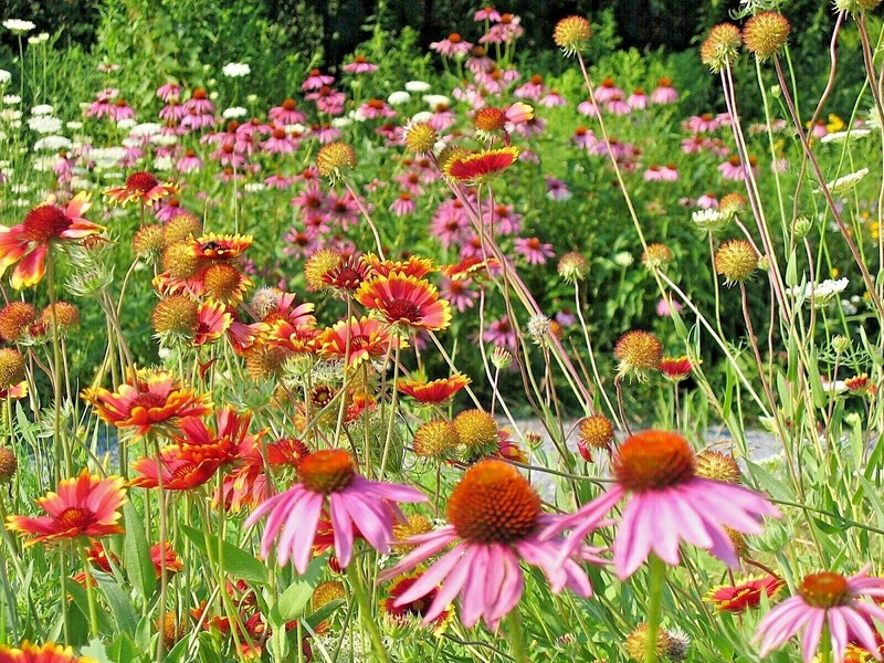 2001+NATIVE PERENNIAL WILDFLOWER Mix Seeds 17 Varieties Pollinators Cut Flowers gallery