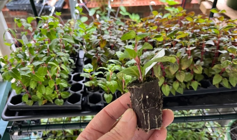 Fuchsia Blacky Plug Plant - 2-5" Tall - Trailing Fuchsia for Hanging Baskets gallery