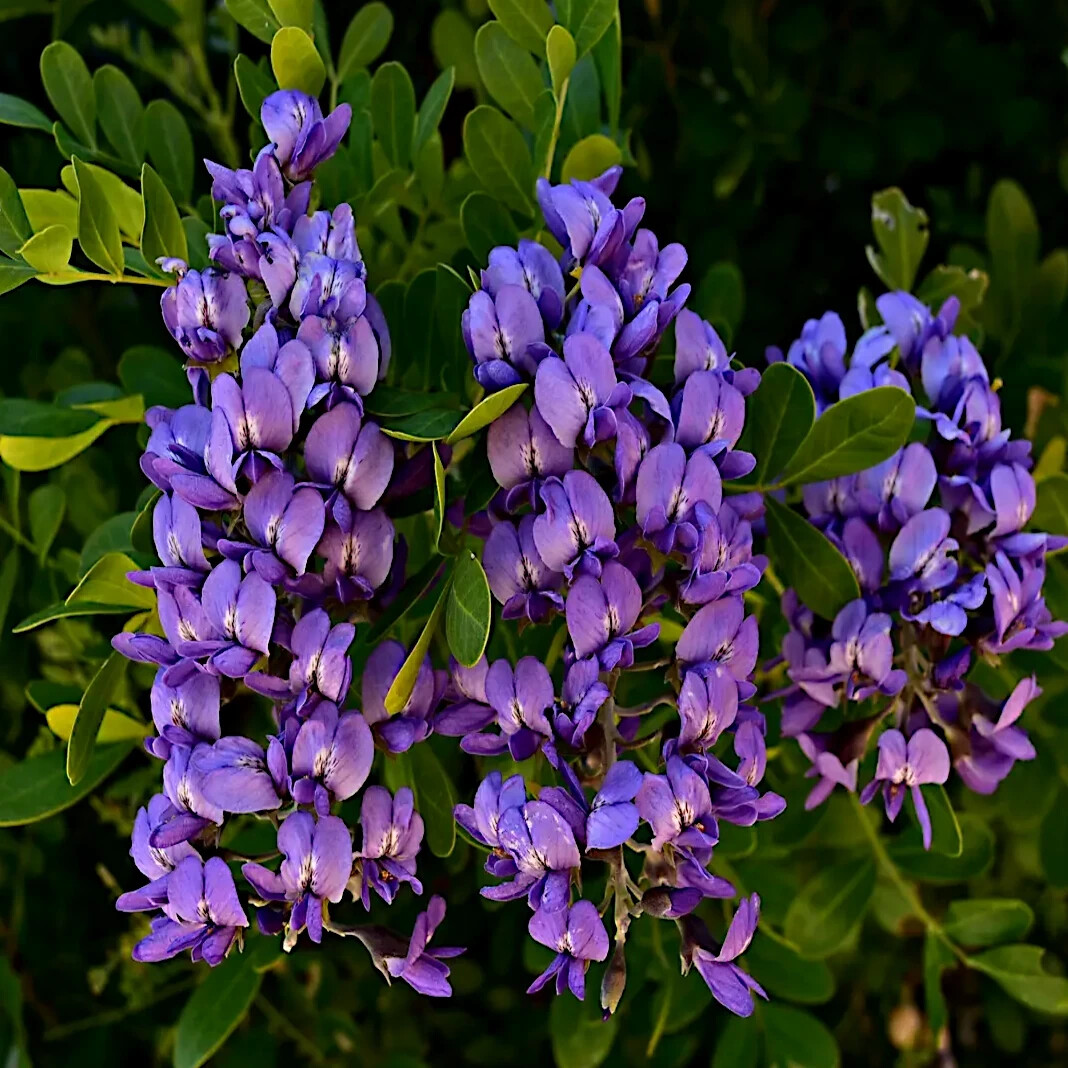 TEXAS MOUNTAIN LAUREL FLOWER TREE SEEDS (Sophora Secundiflora) Mescal Bean gallery