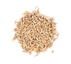 Thunder Acres Barley Seed – Certified Organic – Non-GMO
