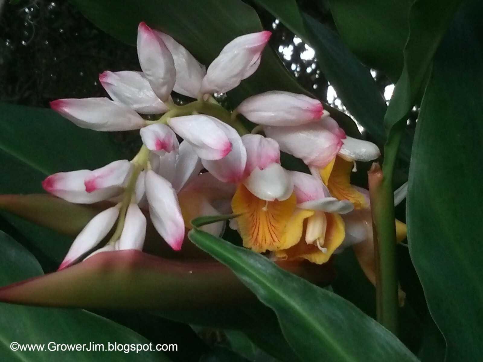 Alpinia hainanensis ginger rhizomes gallery