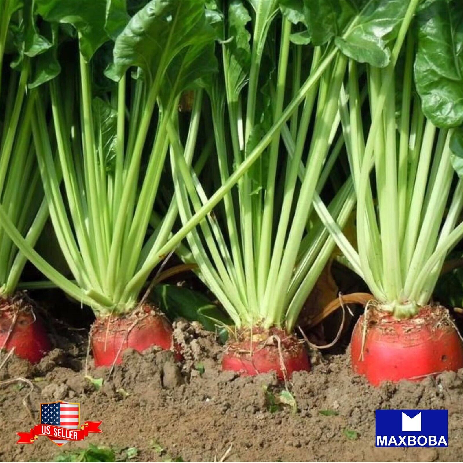 Beet Seeds - Red Mammoth Mangel Non-GMO Heirloom Garden gallery