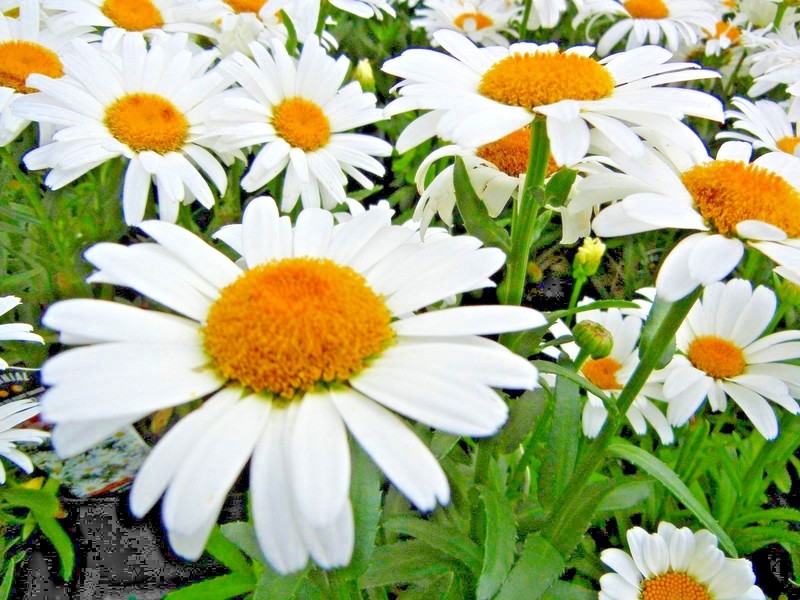 301+SILVER PRINCESS Seeds Dwarf Shasta Daisy Cut Flowers Container Garden Easy gallery