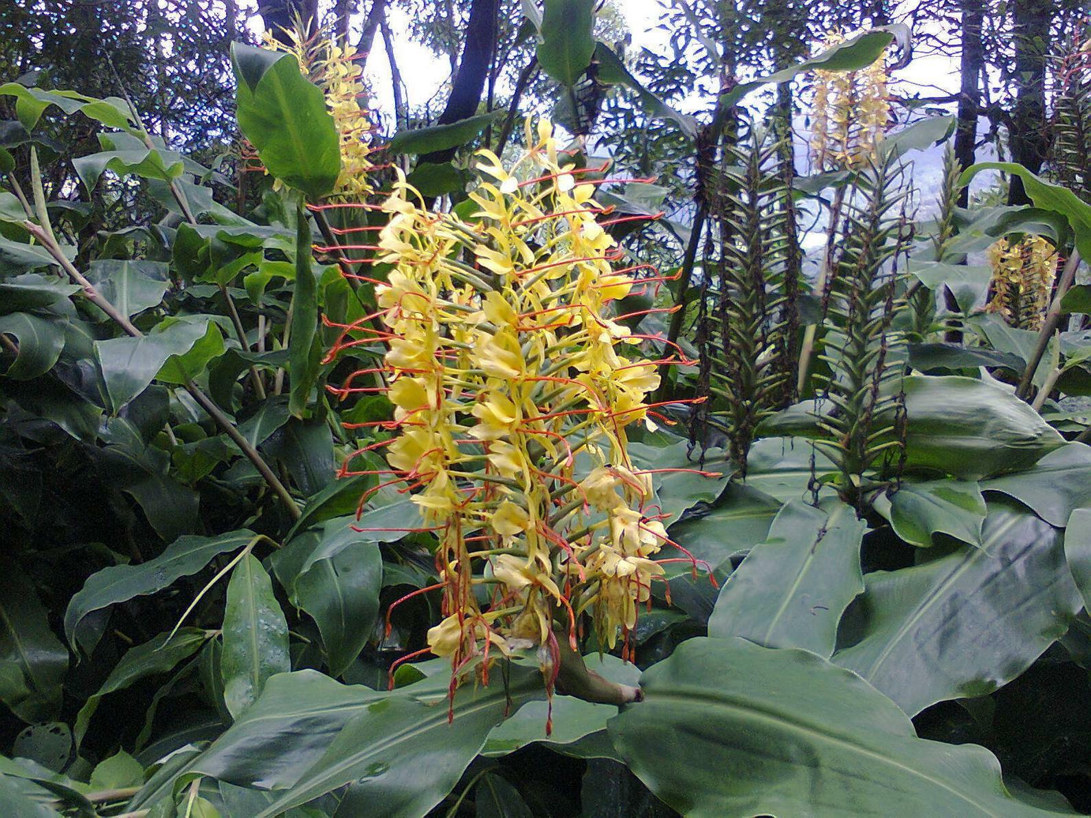 Hedychium gardnerianum - Kahili Ginger - 5 Seeds gallery