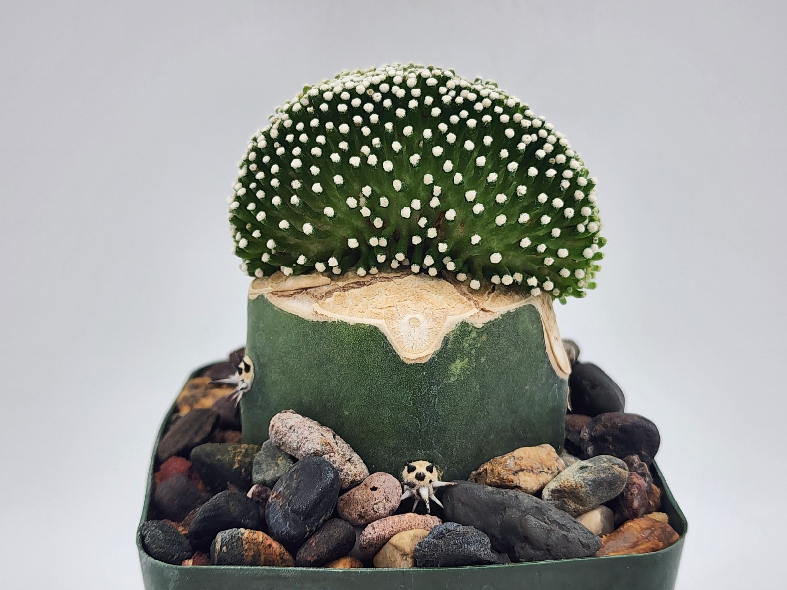 Mammillaria luethyi - Crested - Grafted gallery