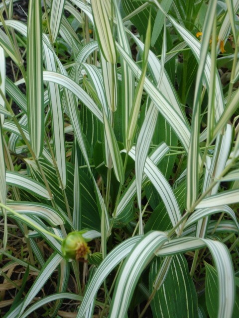 8 Plants - Strawberry & Cream Ribbon Grass Root Divisions – For Sun or Shade gallery