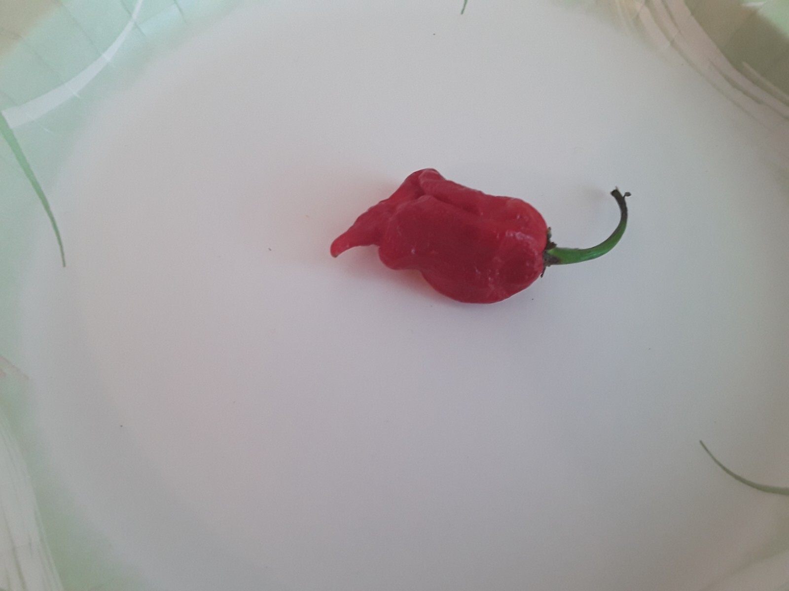 40+ Authentic Trinidad Scorpion Red Moruga Pepper Seeds. Non-Gmo Open Pollinate gallery
