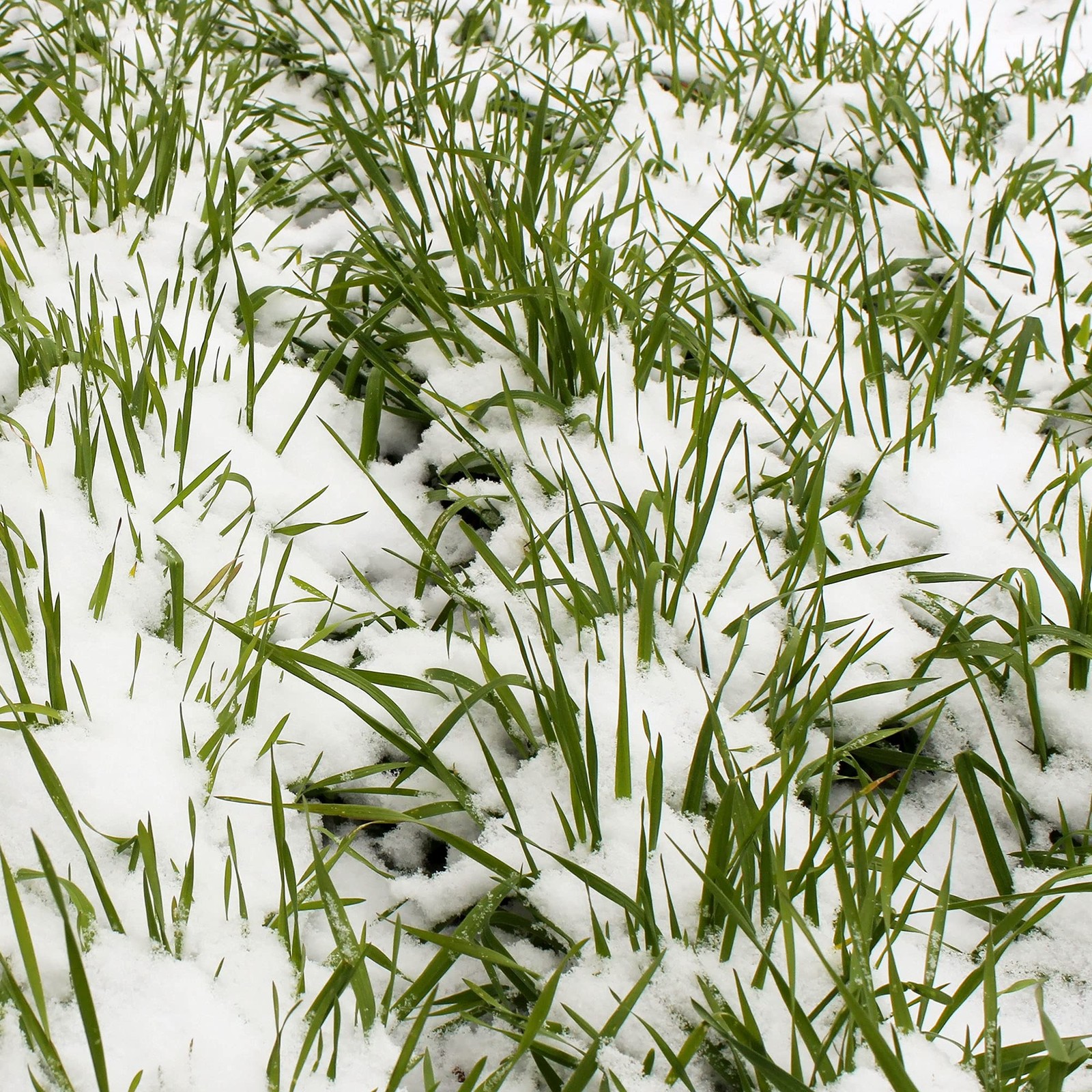 NoTill Winter Rye Seeds 5 Lbs NonGMO Cover Crop for Soil Health gallery