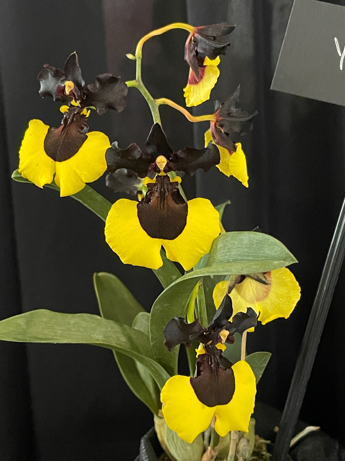 YELLOW/BLACK CONTRAST ONCIDIUM TYPE ORCHID HYBRID Jiaho Queen 'Jiaho' NBS plant gallery
