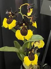 YELLOW/BLACK CONTRAST ONCIDIUM TYPE ORCHID HYBRID Jiaho Queen ‘Jiaho’ NBS plant