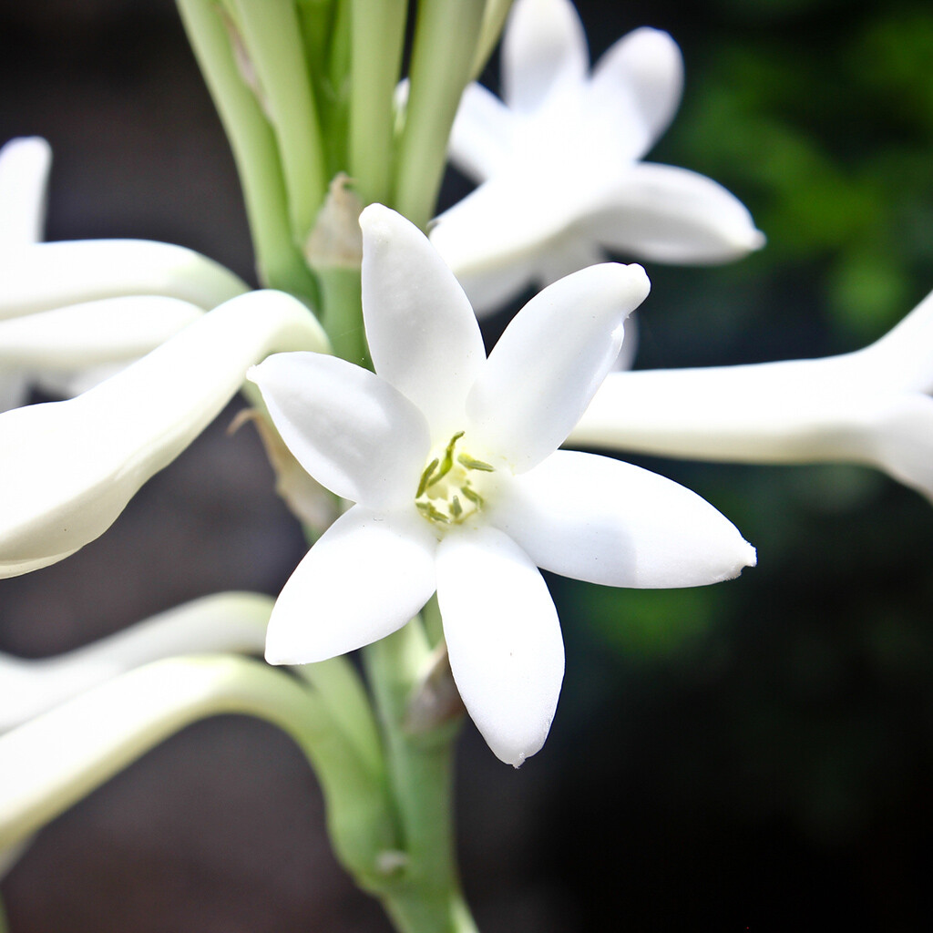 Wood wick * TUBEROSE * scented * Leah's Lite Candle * 16oz gallery