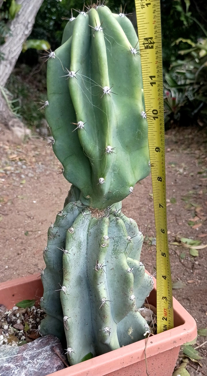 Cereus Peruvianus 'Peruvian Apple' 14" x 5" Thick Mature Blue Cactus gallery