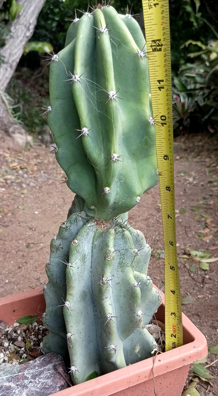 Cereus Peruvianus 'Peruvian Apple' 14" x 5" Thick Mature Blue Cactus gallery