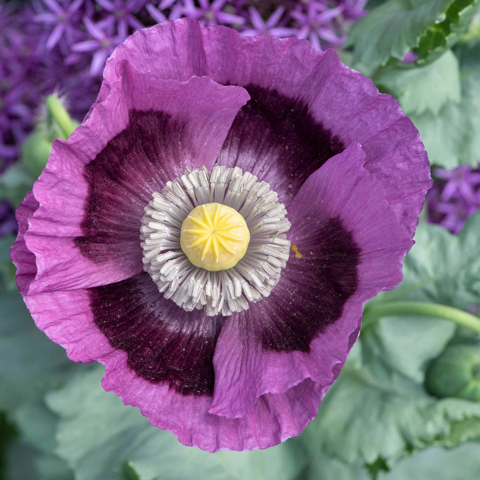 Poppy HUNGARIAN BREADSEED Purple Reseeds Baking Huge Pods Non-GMO 1000 Seeds! gallery