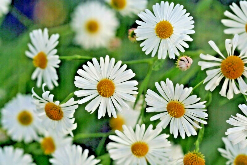 201+FALSE ASTER Seeds Perennial Native Wildflower Poor Soils Summer Fall Garden gallery