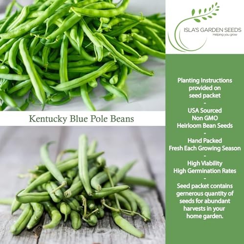 Kentucky Blue Pole Bean Seeds (Phaseolus vulgaris, Tender Climbing Variety) – gallery