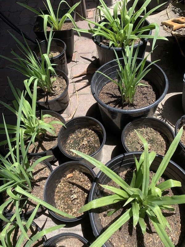 2 Clumps Tuberose, Bulbs 2+Size Small, Rooted &Sprouted Ready To Plant gallery