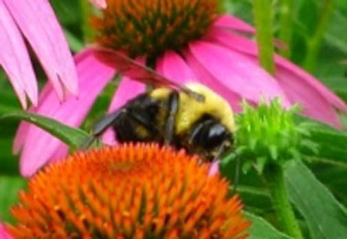Echinacea purpurea | Eastern Purple Coneflower | 200_Seeds gallery