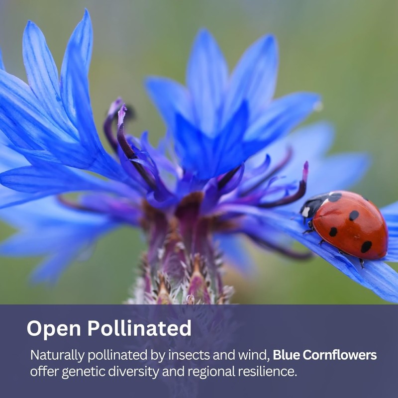 Seeds Bachelor Button – Blue Cornflower – 5,500+ – gallery