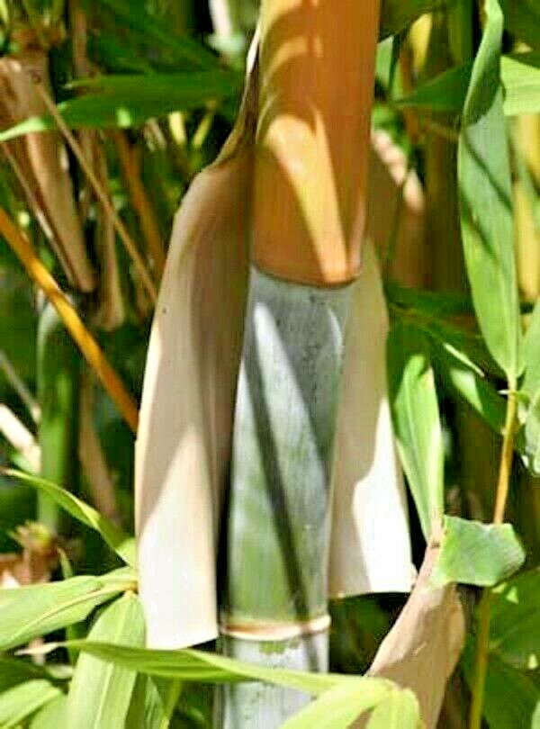 10 OLDHAMS GIANT TIMBER BAMBOO SEEDS - Bambusa Oldamii gallery