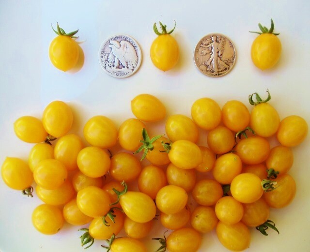 Blondkopfchen - German Cherry - 50 Seeds - Buy any 3 or more var, 20% off order gallery