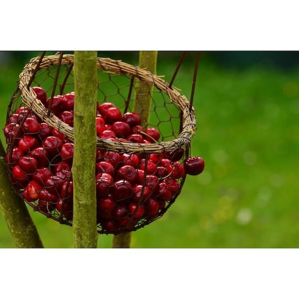 3 ft. Lapins Cherry Semi-Dwarf Tree – Self-Pollinating, High Yield gallery