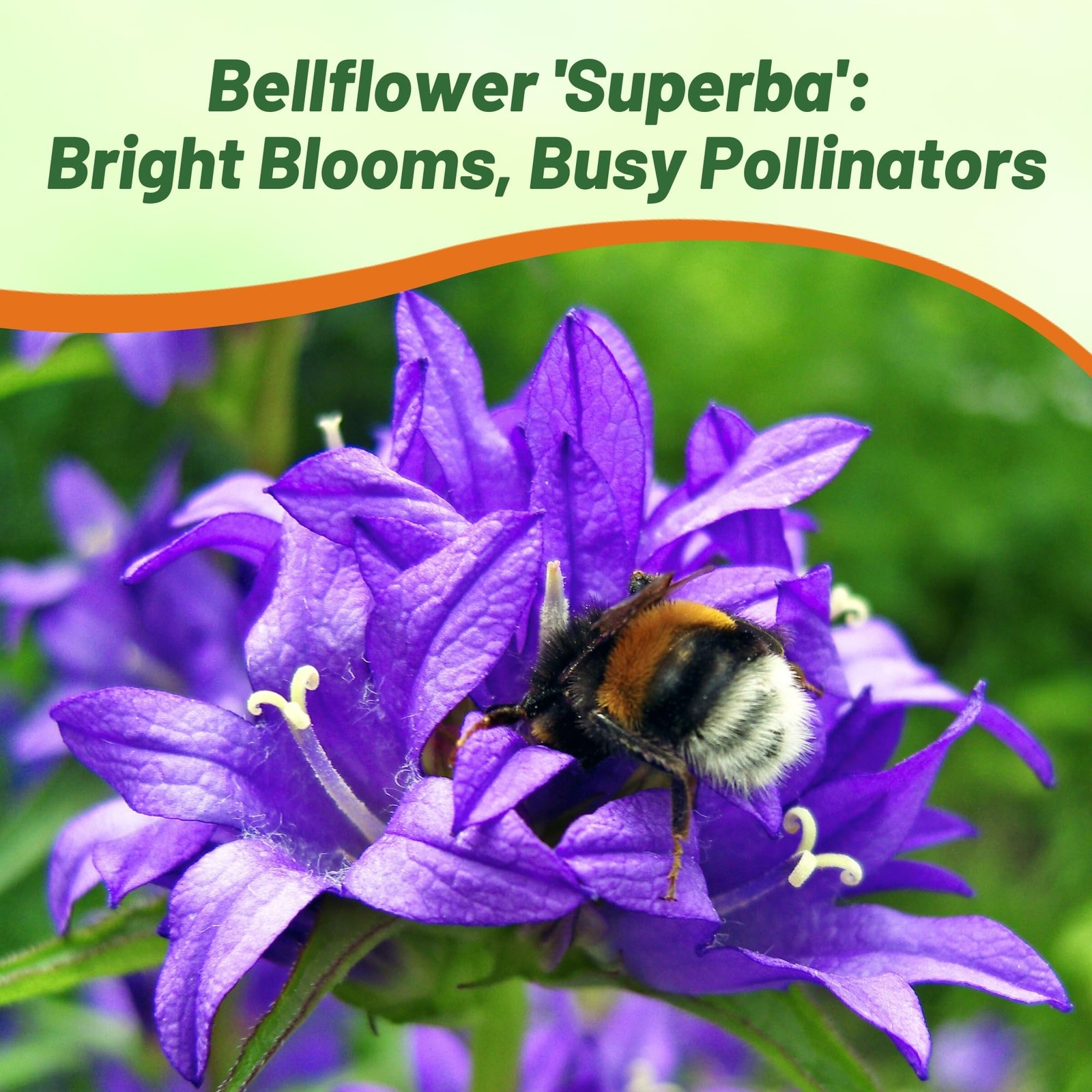 Superba Bellflower Seeds for Planting - 1000 Pcs Perennial Mat-Forming Flower... gallery