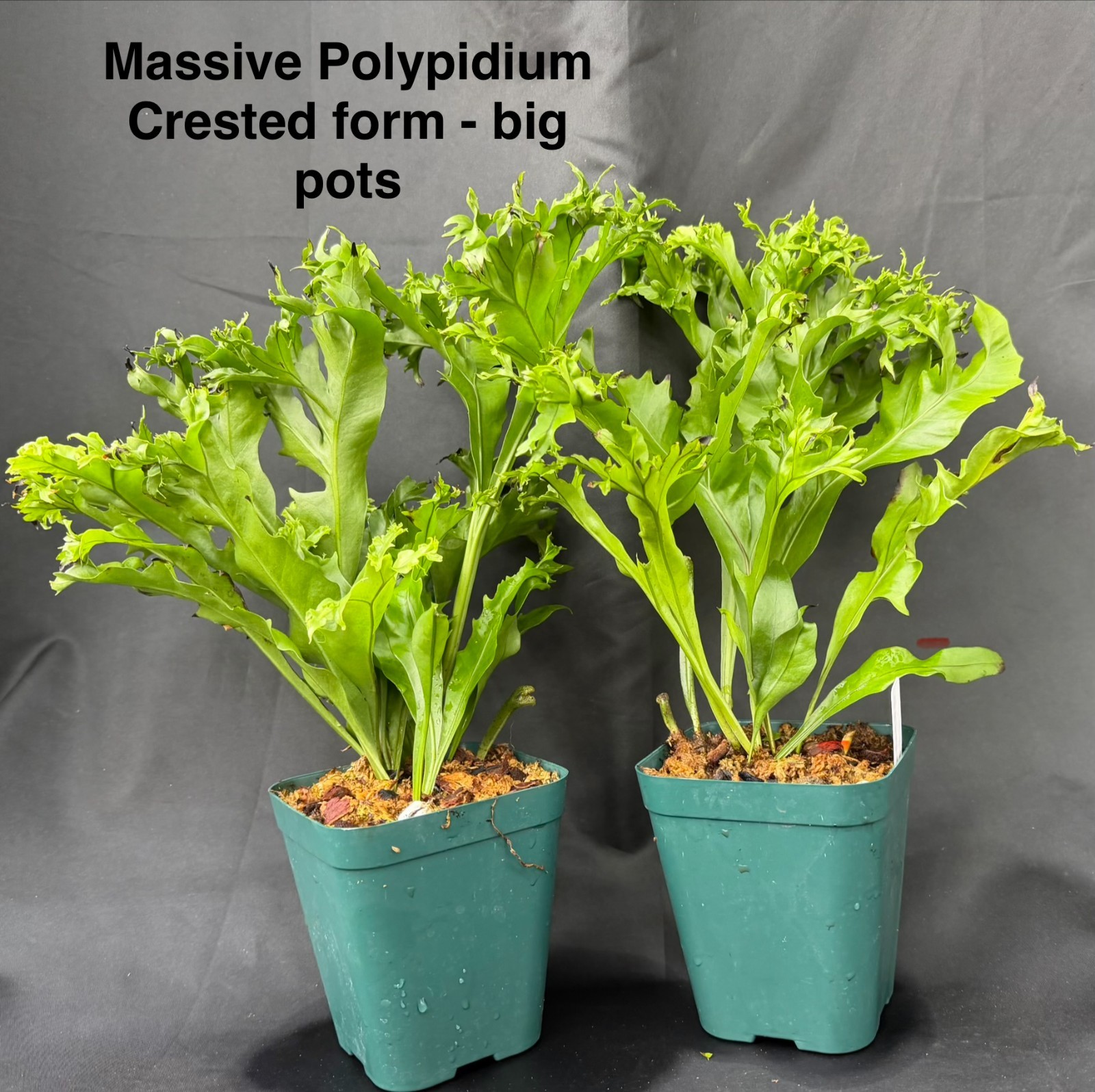 BIG POLYPODIUM 'CRESTATA' form tropical fern houseplant not staghorn platycerium gallery