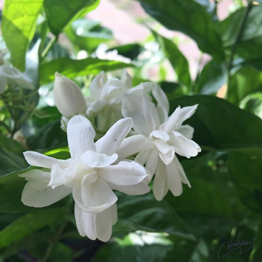 Chanthaboon Jasmine Sambac gallery