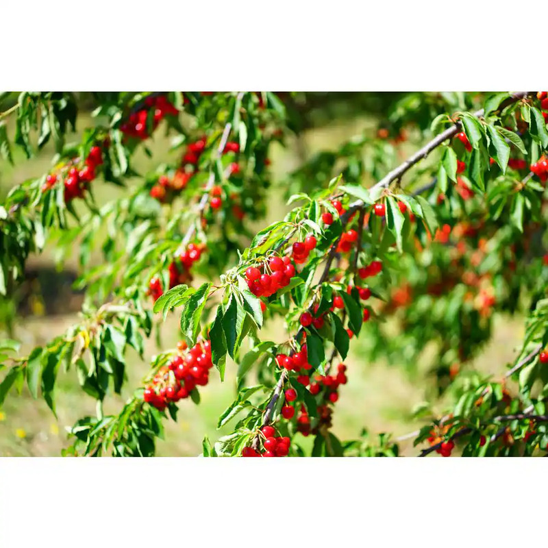 Montmorency Cherry Tree 3 Ft Tall Bare-Root Tree (Partially Self-Pollinating) gallery
