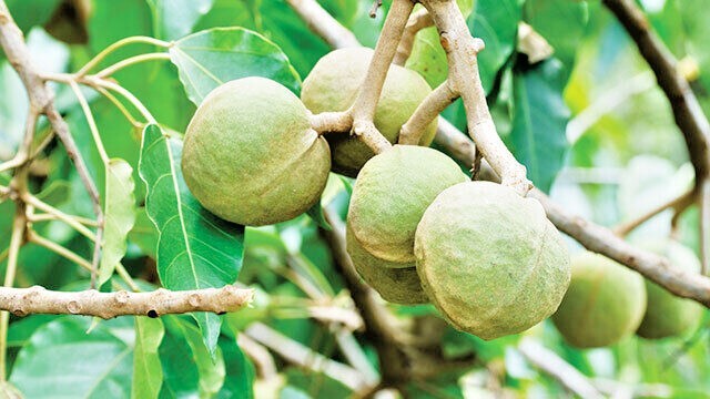 300+ Candlenut Kukui Nut Seedss (Aleurites moluccana) For Planting gallery