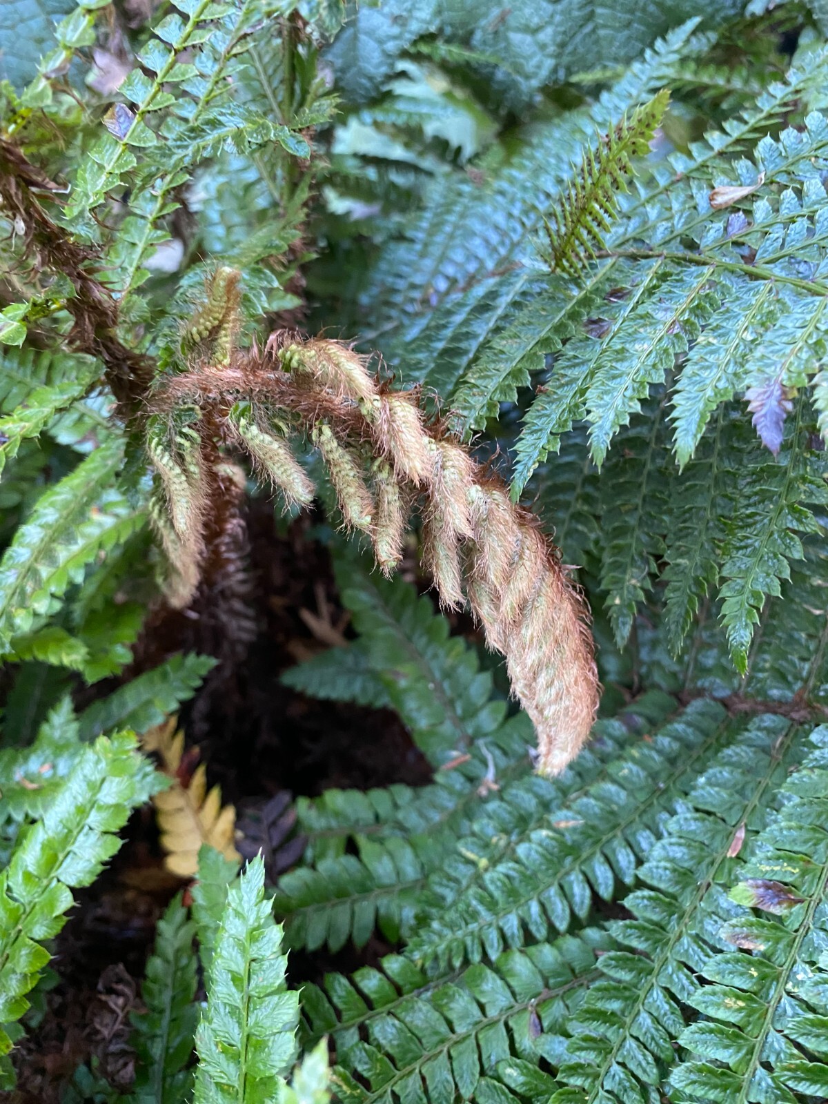 Polystichum polyblephorum | Japanese Tassel Fern | 250 Spores gallery