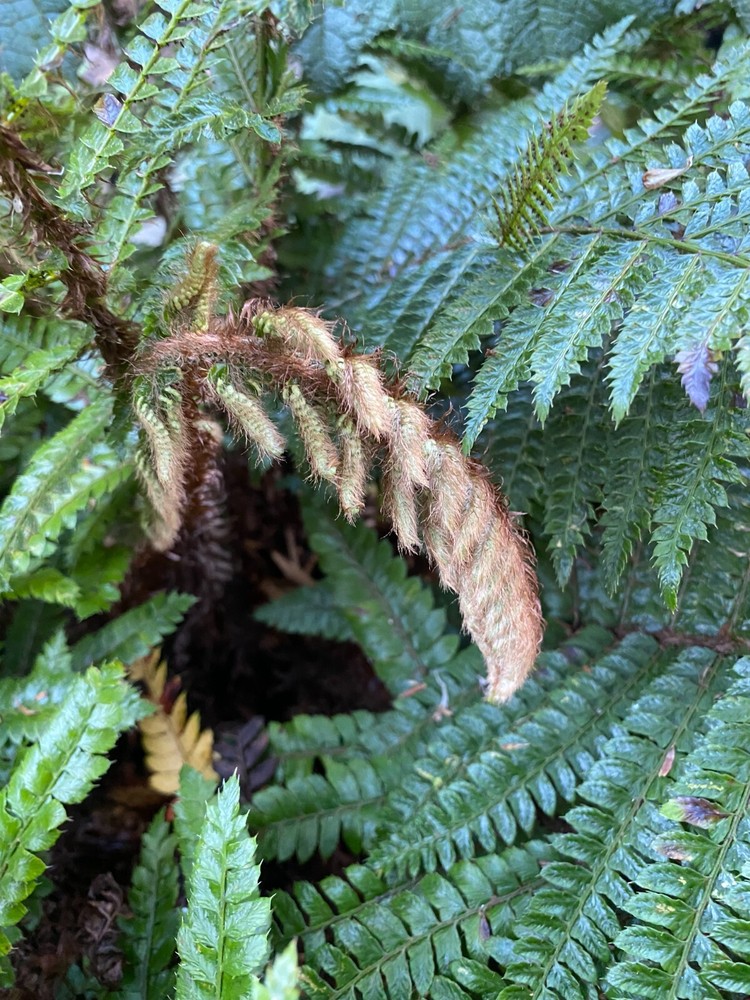 Polystichum polyblephorum | Japanese Tassel Fern | 250 Spores