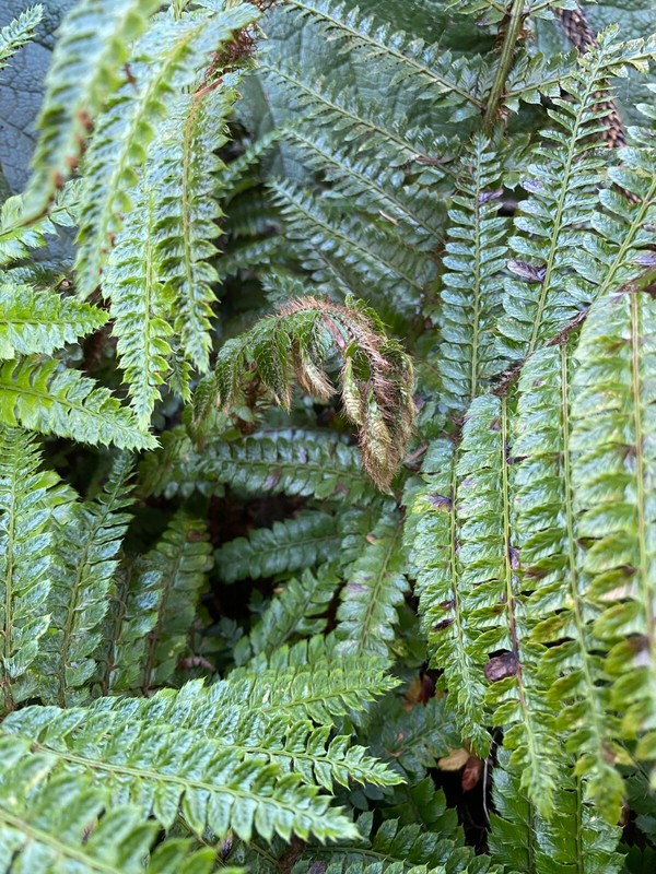 Polystichum polyblephorum | Japanese Tassel Fern | 250 Spores gallery