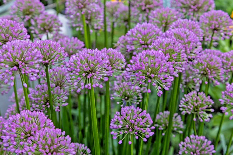 ALLIUM MILLENIUM LAVENDER FLOWERS 200 SEEDS, ORNAMENTAL ONION, HARDY gallery