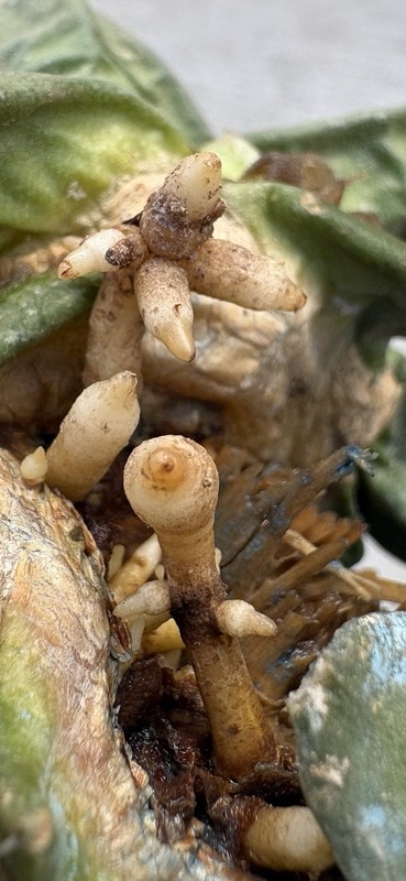 A. Trigonus gallery