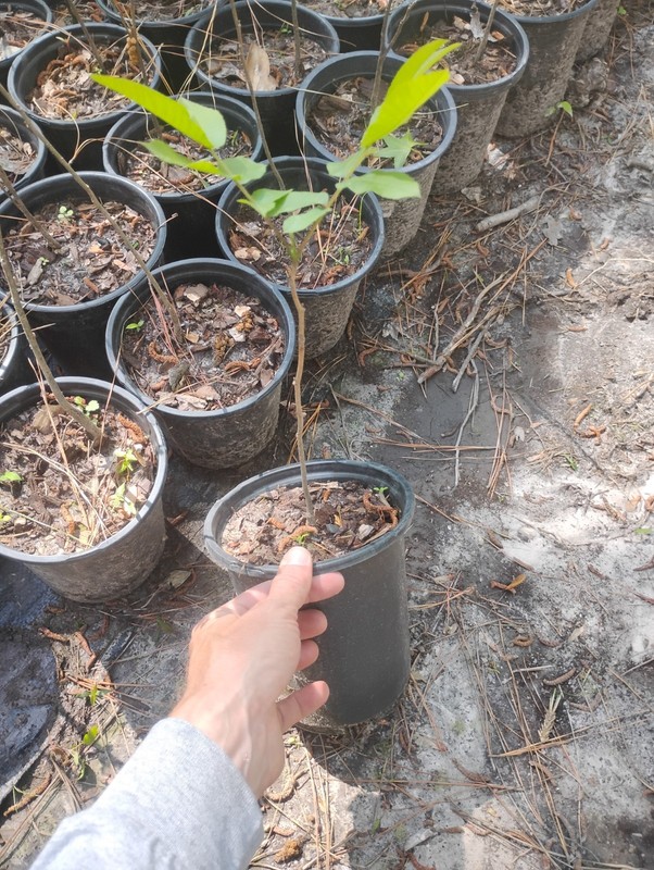 Pecan Tree, 1 Gallon Pot. gallery