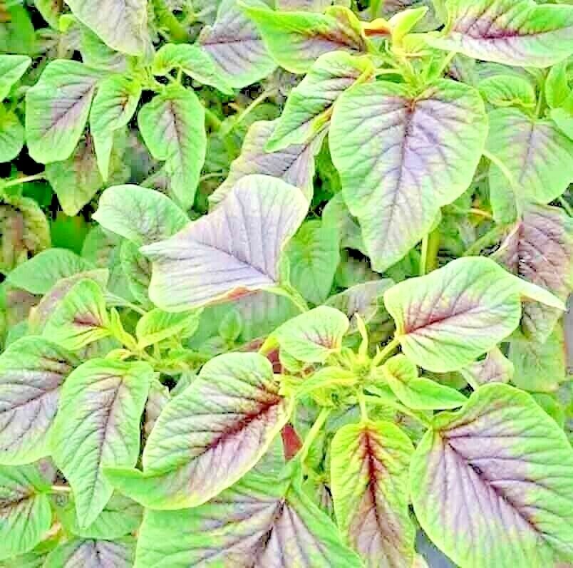 RED AMARANTH 100+ SEEDS STRIPE LEAF CHINESE SPINACH YIN CHO VEGETABLE GARDEN gallery