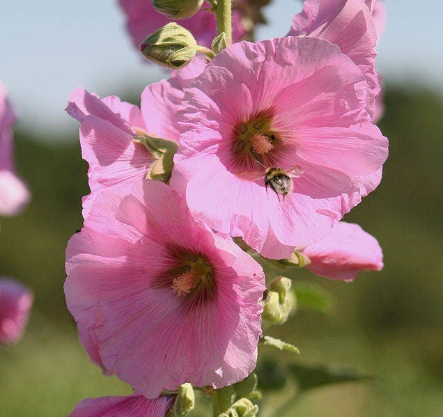Alcea rosea Single Pink | 20_Seeds gallery