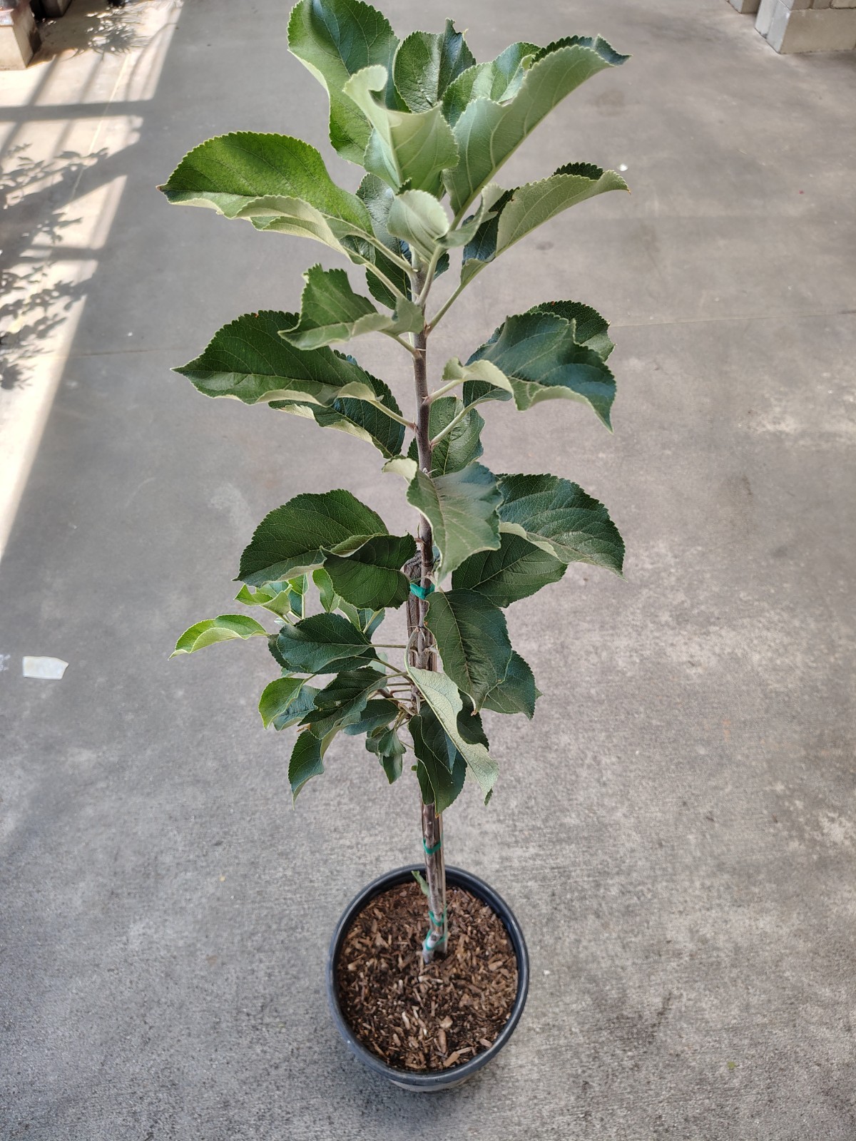 Apple "Anna" Fruit Trees gallery