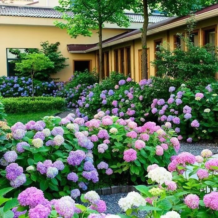 20 SEEDS for Blue Violet Pink HYDRANGEA RARE flower exotic bush plant USA Seller gallery