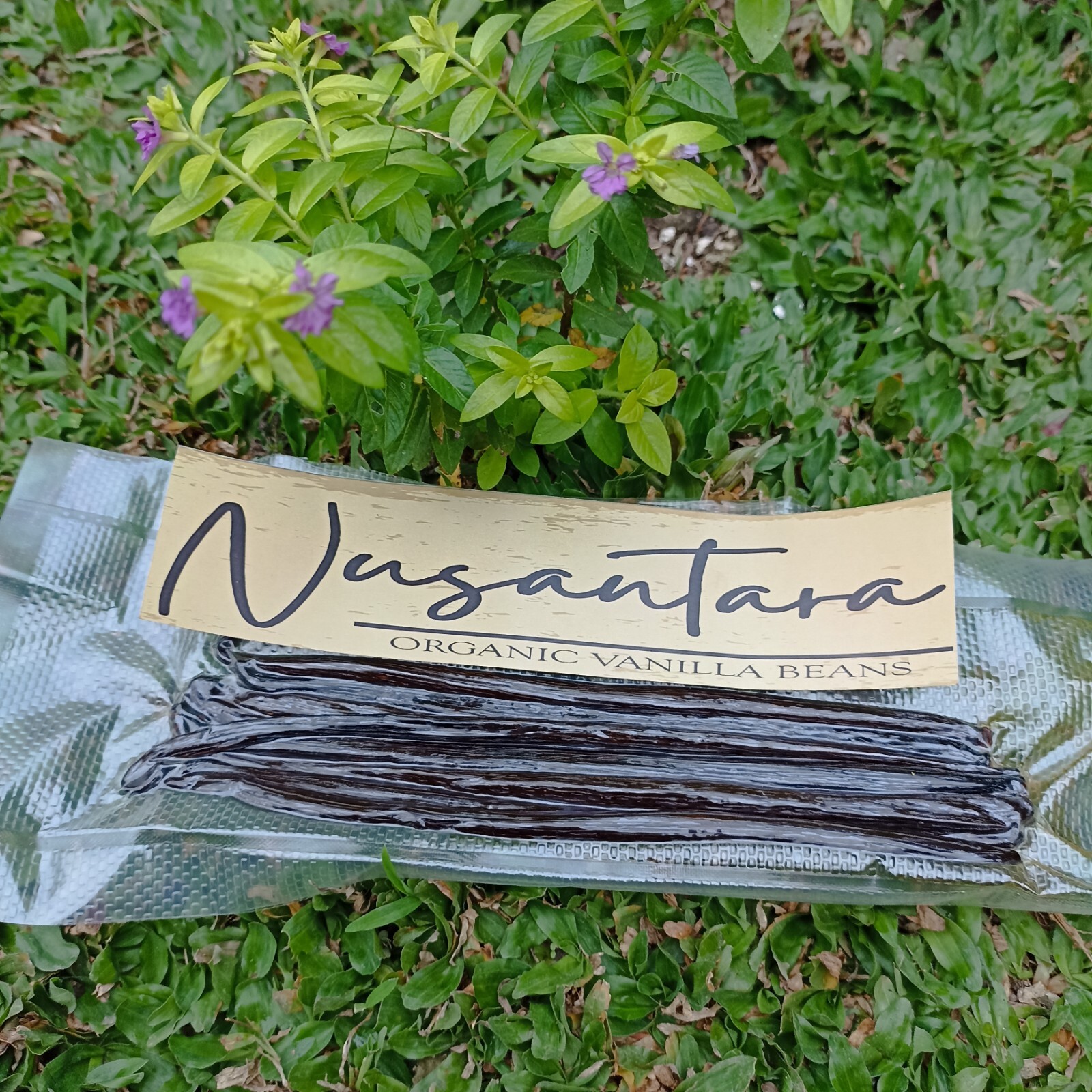 Vanilla beans premium Grade A Planifolia Gourmet 10 pods (+35grams),16 - 18cm up gallery