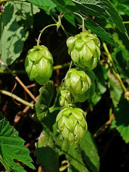 25 COMMON HOPS European Humulus Lupulus Vine Seeds Beer Making Ingredient gallery