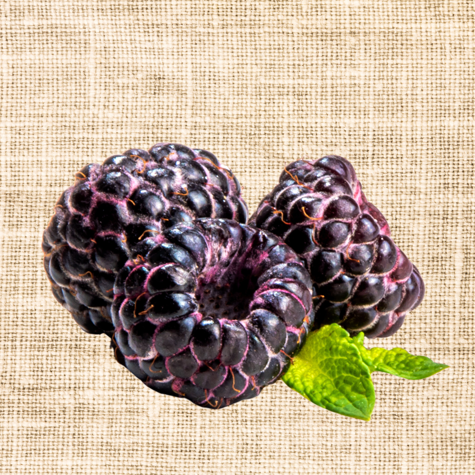 Hand Picked Nursery Shekinah Tahi Black Raspberry Plugs – Bare‑Root , 1‑Year‑Old gallery