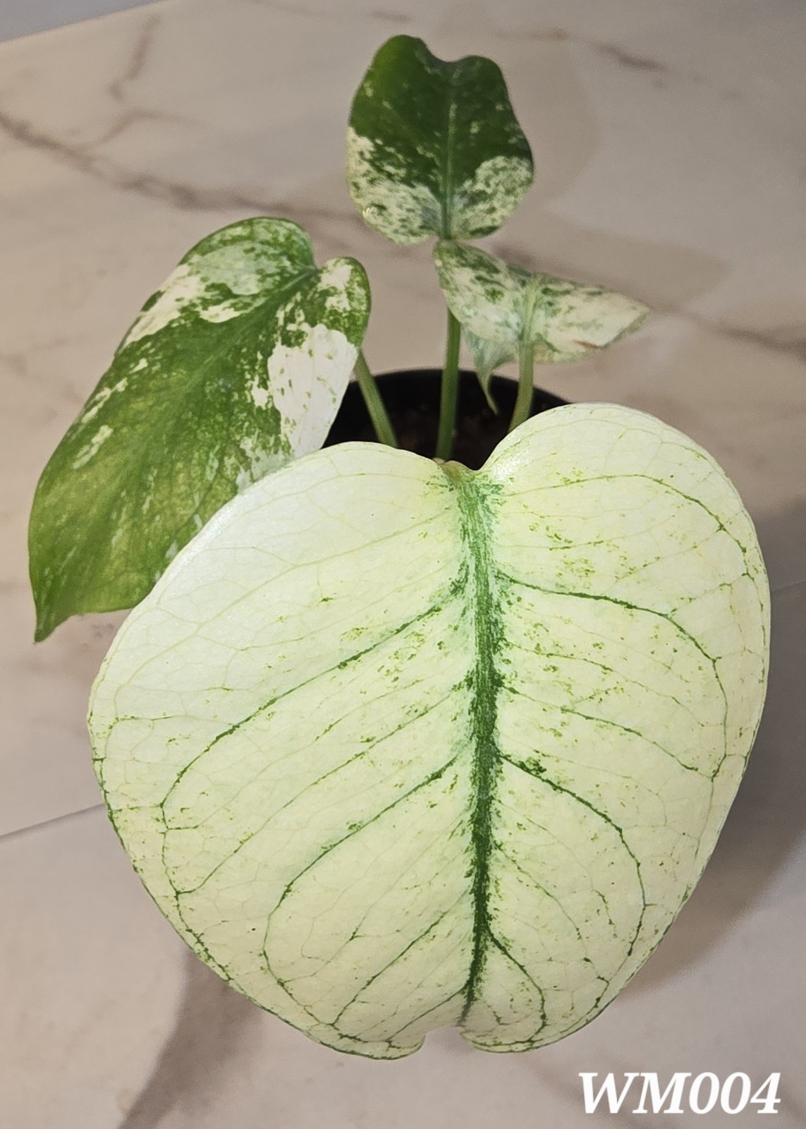Monstera Deliciosa 'White Monster' gallery