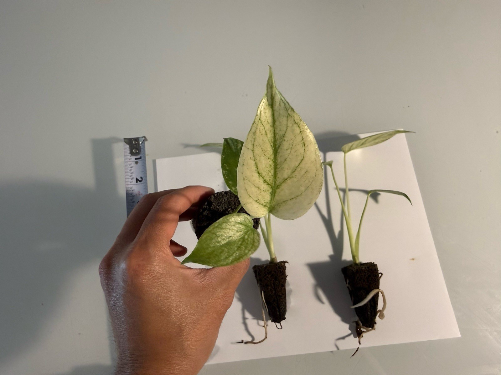 Rooted Variegated Monstera Mint (1 Plant) gallery