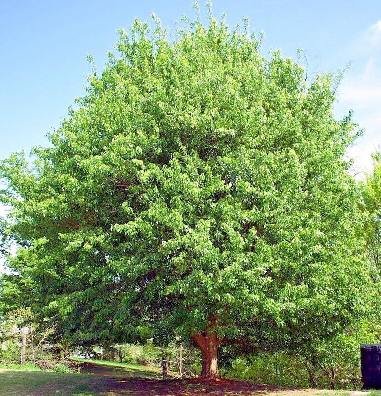 TRIDENT MAPLE TREE SEEDS (Acer buergerianum) Hardy Fall Colors Bonsai Plant gallery